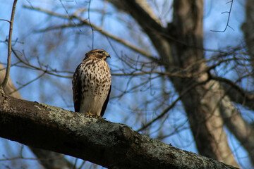 red tailed hawk