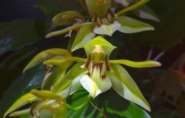 Coelogyne fuscesoens orchid flower on panicle