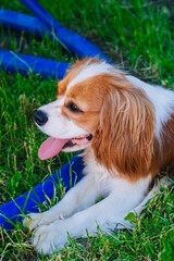 Cavalier King Charles Spaniel puppy, white with brown spots. The dog is sitting on a green lawn. looking away