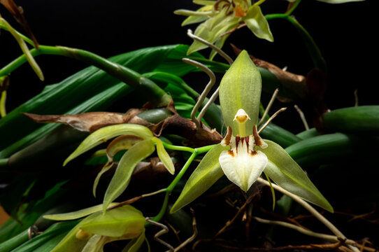 Blooming orchid Coelogyne fuscesoens on panicle