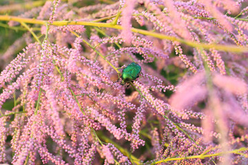 Beautiful golden 
green beetle on pink flowers.  Beautiful insect, dorsal view of beetle. 