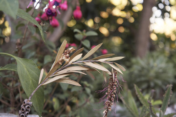 Closeup shot of a tropical plant with dry leaves