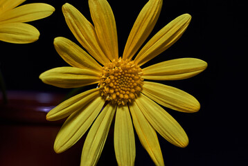Close-up of the yellow pistil and petals of the same color, of a beautiful daisy, on a black background