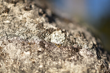 Felsen mit weißen und schwarzen Flechten als Hintergrund