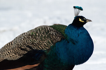 Obraz premium Closeup of beautiful peacock on snow