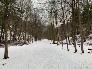snow covered trees in winter