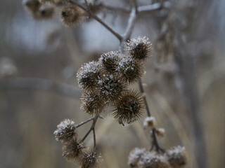 Thorny balls of burdock in winter in hoarfrost
