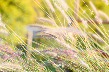 Ornamental grass in the garden. Selective focus.