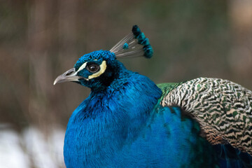 Obraz premium Peacock closeup. Close up of a male peacock in the park.