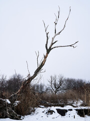 A dead tree on an island in the middle of the frozen Voronezh reservoir in winter