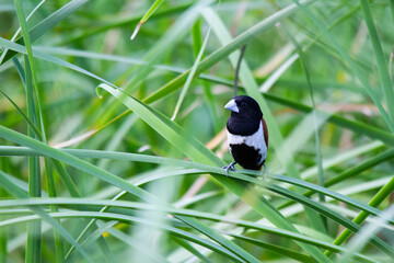 A Small bird 