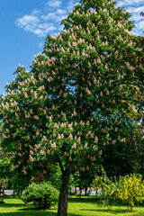 Blossoming chestnut tree (Aesculus hippocastanum) in park