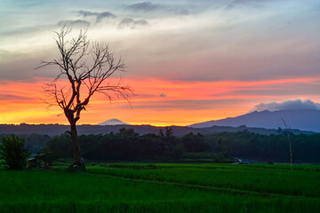 Obraz na płótnie Canvas Sunset sky over the field with silhouette tree. 