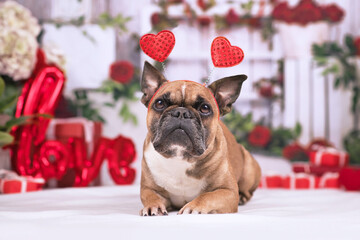 Lovely French Bulldog dog with Valentine's day headband with hearts lying in front of seasonal...