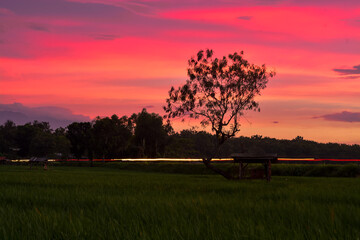 Fototapeta na wymiar Sunset sky over the field with silhouette tree. 