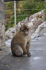 Furry ape sits on wet sidewalk in rain with blurred cliff background. Gibraltar Barbary macaque monkey looks sadly because of bad weather outdoors