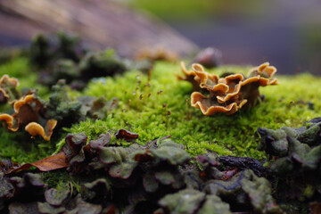 Selective focus shot of mushrooms and moss on a surface