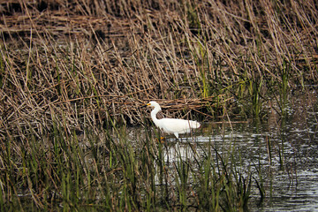 A snowy egret wading in a salt-marsh.