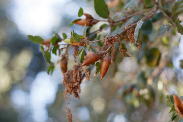Mature brown acorn nut fruit of Coast Live Oak, Quercus Agrifolia, Fagaceae, native monoecious...