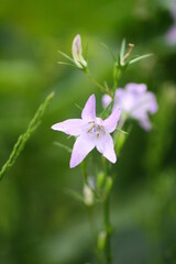 Closeup of rampion bellflower (Campanula rapunculus) in a wild setting