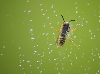 A wasp on a raindrop-splashed window pane