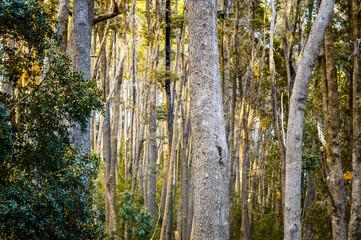 Closeup of young trees trunks in the forest, texture for wallpaper or background