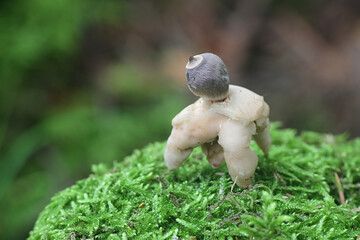 Geastrum quadrifidum, known as the rayed earthstar or four-footed earthstar, wild fungus from Finland