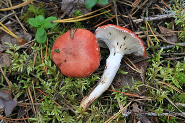 Gomphidius roseus, known as the rosy spike or pink gomphidius, wild mushroom from Finland