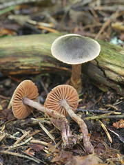 Cortinarius anthracinus, wild webcap mushrooms from Finland