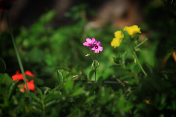 Obraz premium Flowers