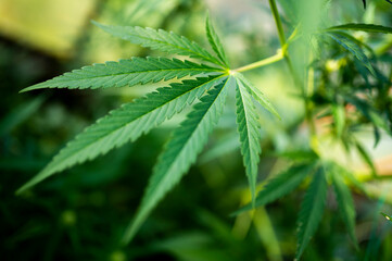 Marihuana legalization