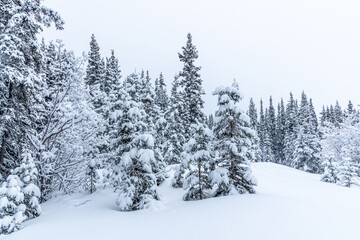 A winter wonderland seen in northern Canada, Yukon Territory during freezing cold season with deep snow and white out conditions. 