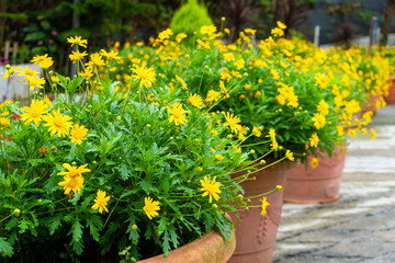 Fototapeta na wymiar Flower shop in Malaysia. Pots of yellow flowers