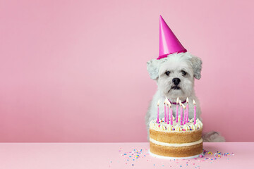 Cute white dog with birthday cake