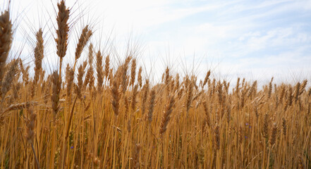 Spikelets of ripe wheat against the blue sky. Background in gold and blue tones.