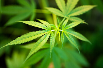 Marihuana legalization