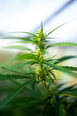 Marihuana legalization