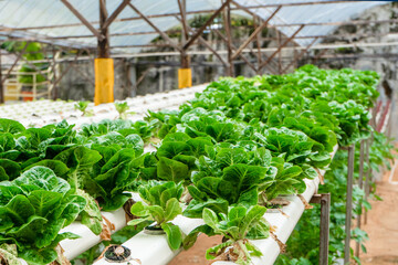 Modern greenhouse for growing salads with irrigation system. Industrial scale of growing plants