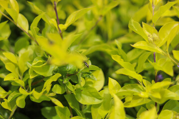 close up of yellow flowers