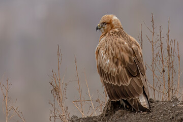 red tailed hawk