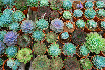 Shelf with succulents in a flower shop