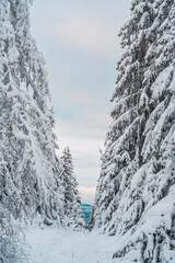 Forest after a heavy snowfall. Winter landscape