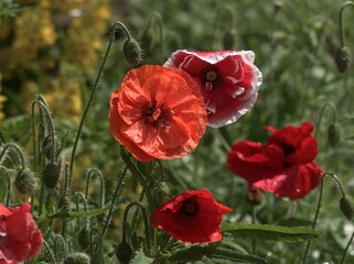 Red and poppy with a white border with buds on a zenith background.