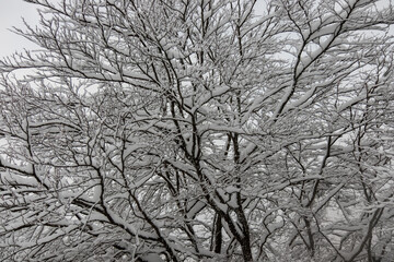 Paisajes nevados en el valle de Artikutza, zona de Bianditz
