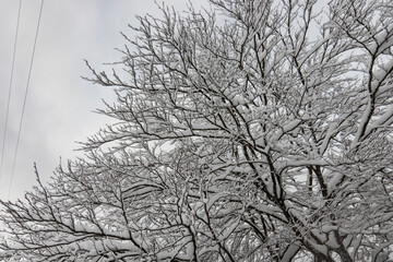 Paisajes nevados en el valle de Artikutza, zona de Bianditz
