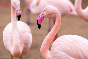 Naklejka premium Flamengo