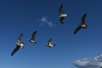 Birds gulls soar in the blue sky