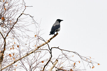 A magpie on a branch