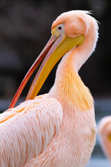 Pelican