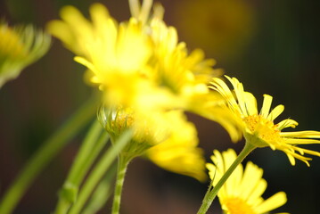 Buphthalmum salicifolium